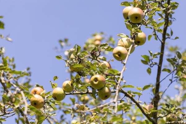 photo 34 Hupselse Esweg 3