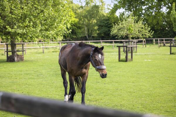 photo 17 Dennendijk 6