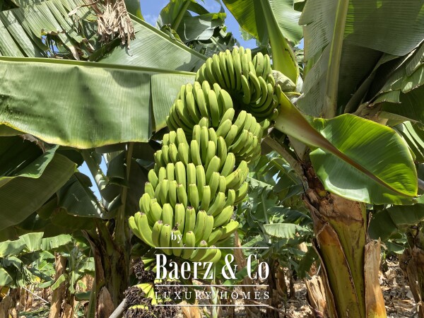 photo 1 Magnificent estate featuring family home and an organic banana plantation