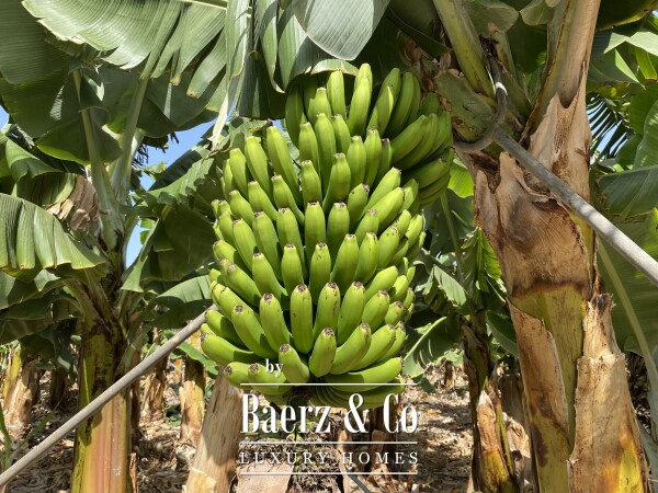 photo 6 Magnificent estate featuring family home and an organic banana plantation